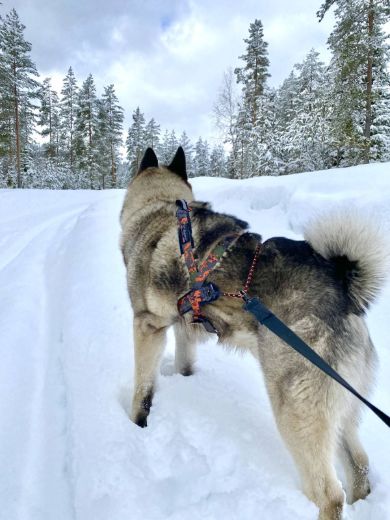 Bilde av VIP Dogwear HUNTING multisport sele 